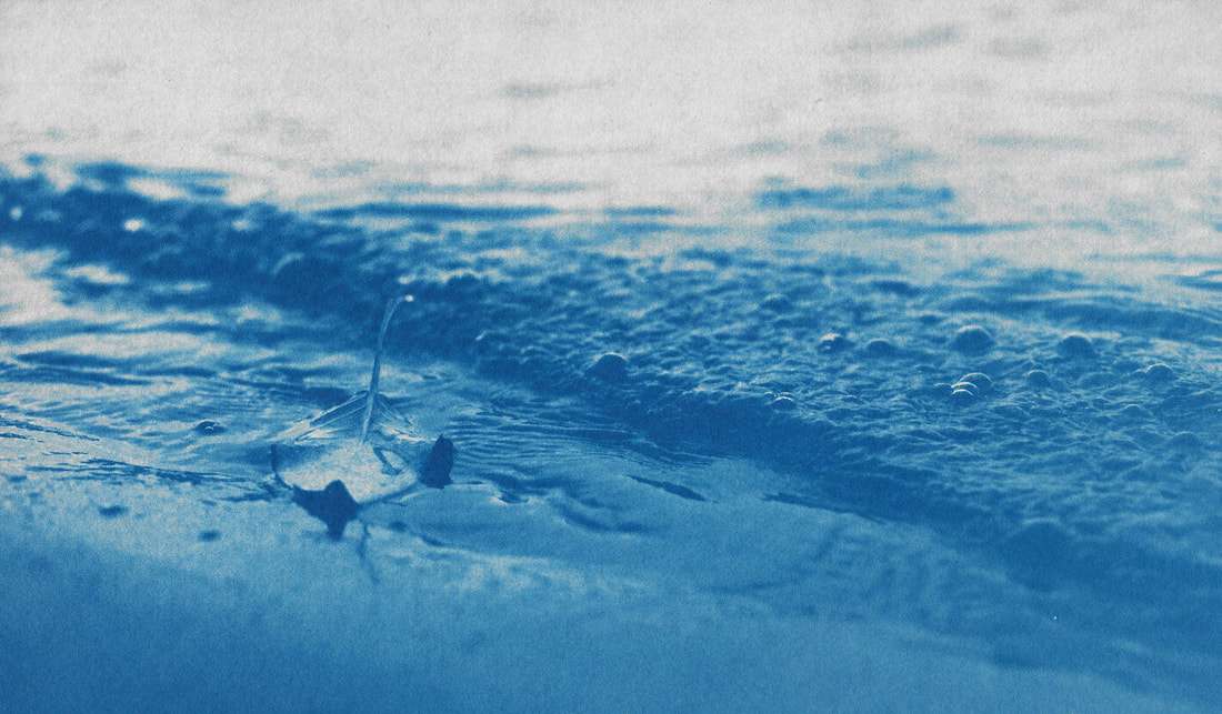alchemical process photography cyanotype leaf