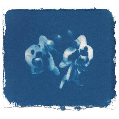 alchemical process photography cyanotype orchid