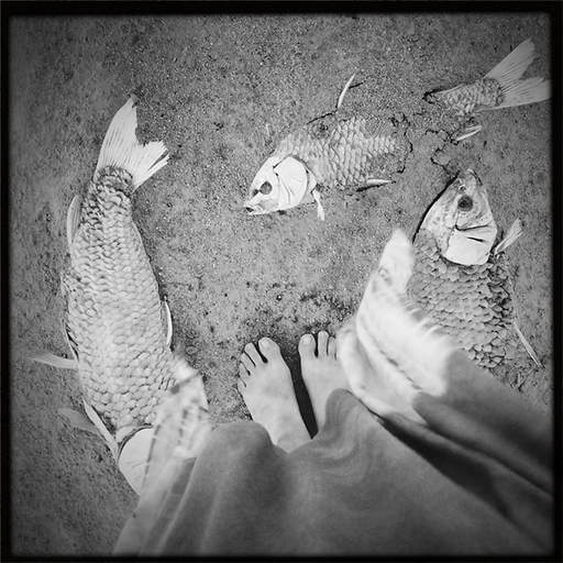 alchemical process photography fish feet