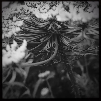alchemical process photography wild carrot
