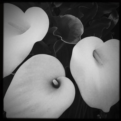 alchemical process photography calla lilies