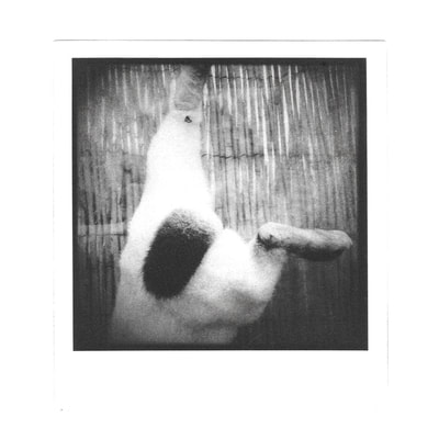 alchemical process photography rabbit photogravure